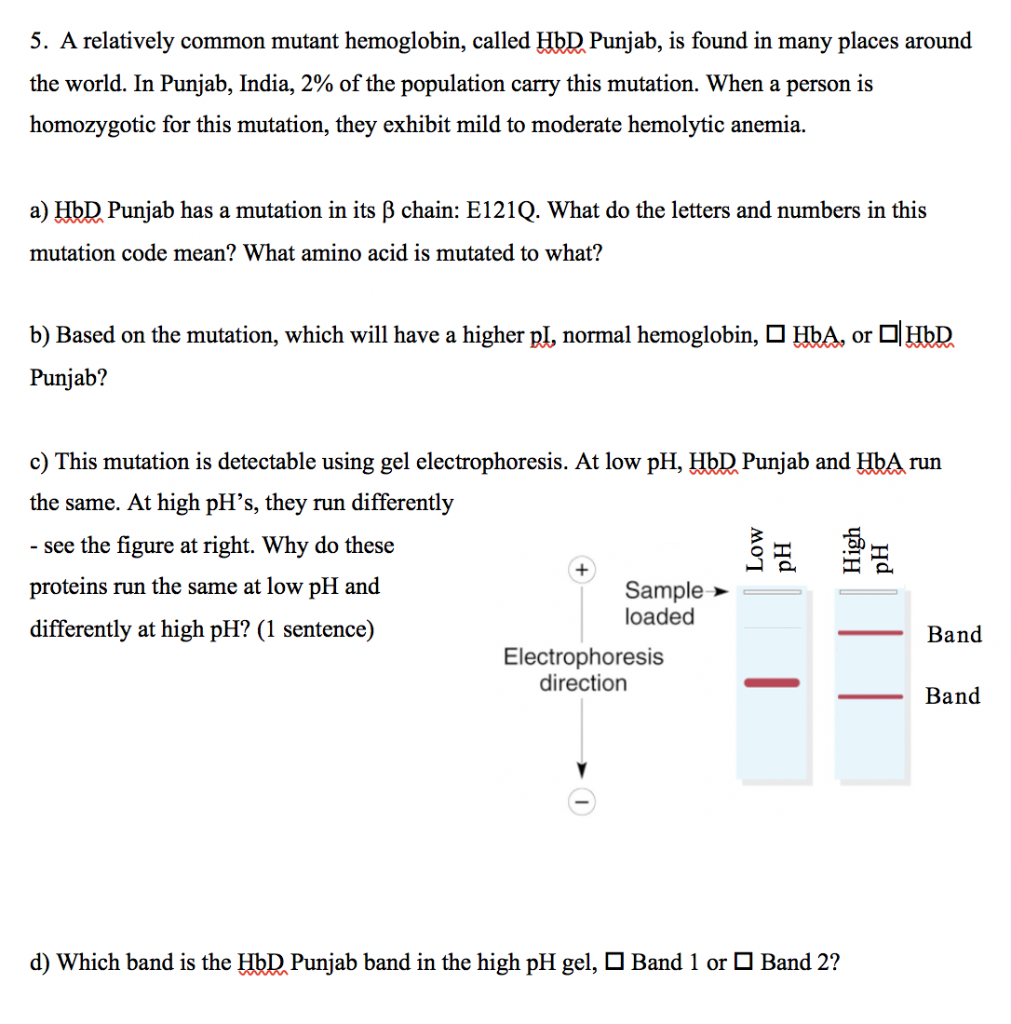 Solved 5 A Relatively Common Mutant Hemoglobin Called H Chegg Com