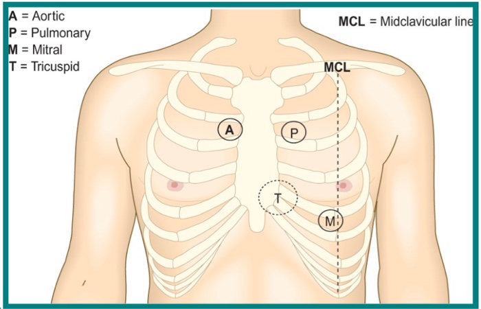 Surface anatomy Flashcards | Chegg.com