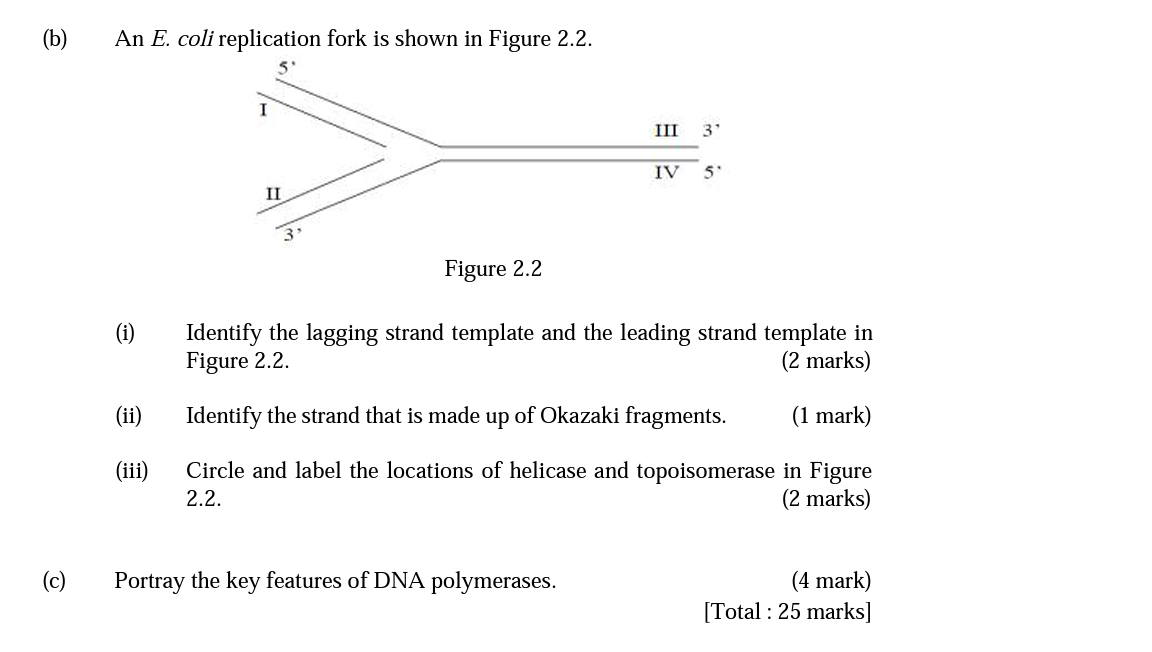 Solved (b) An E. coli replication fork is shown in Figure | Chegg.com