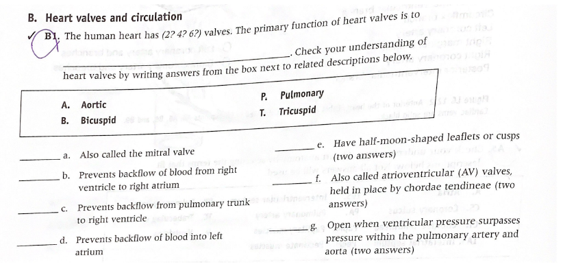 Solved B. Heart valves and circulation B1: The human heart | Chegg.com