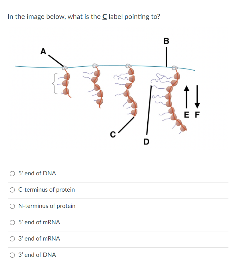 Solved In the image below, what is the C label pointing to? | Chegg.com