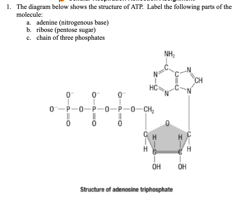 atp structure labeled