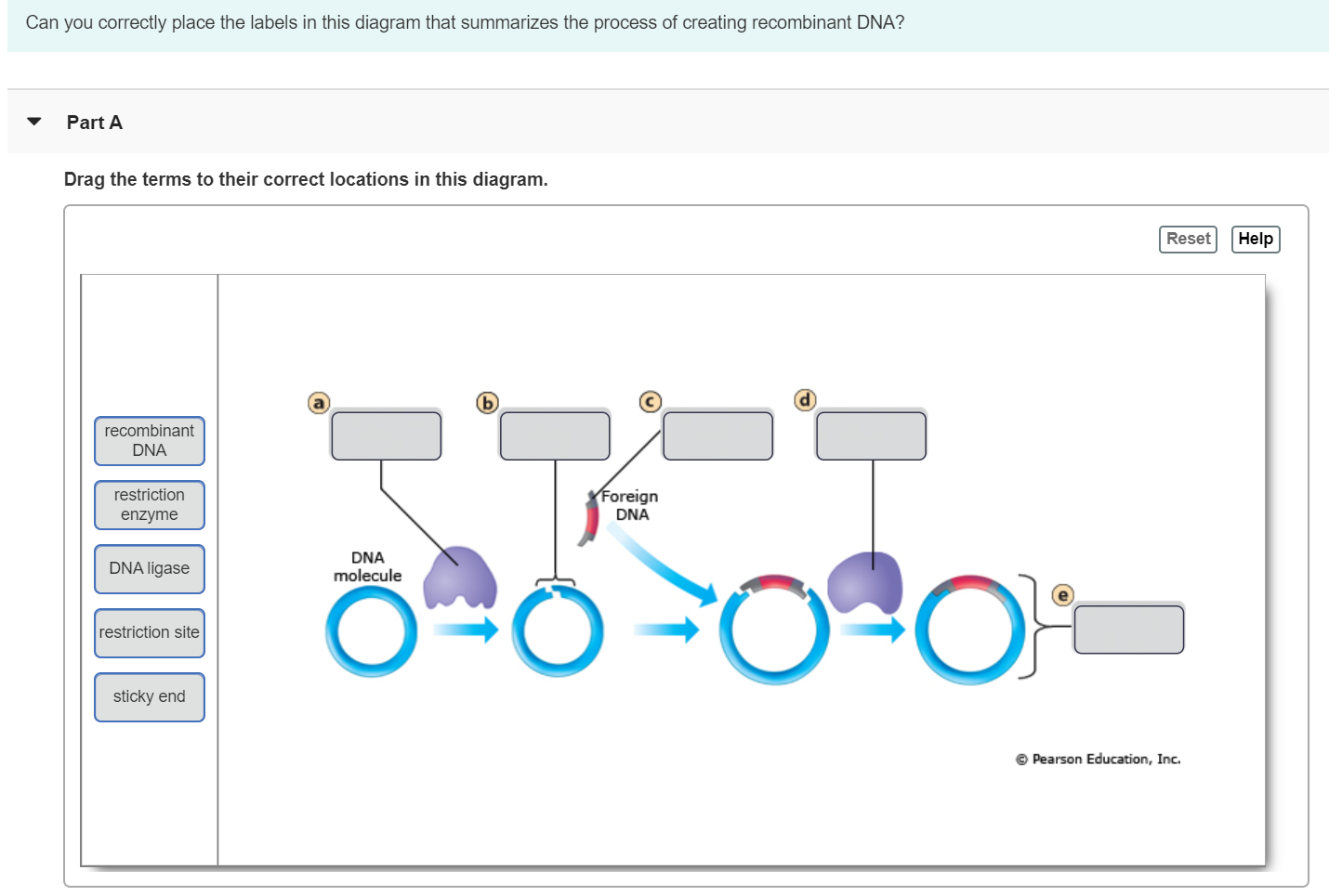 Сброс хелп. Ligase role. BSAI restriction site. Label this diagram with the correct terms.. Ligase Chain Reaction.