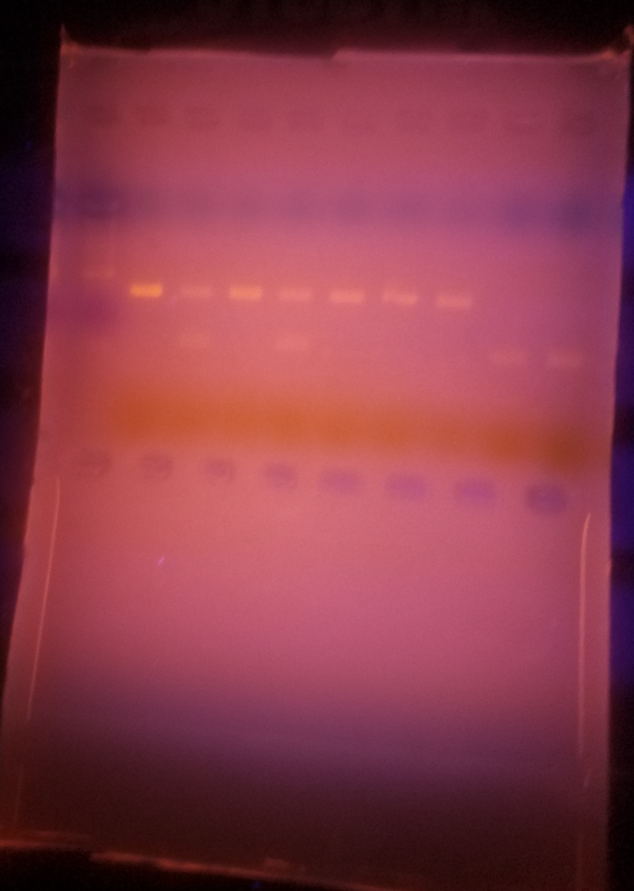 Solved X. Excluding the primerdimers band (if present),
