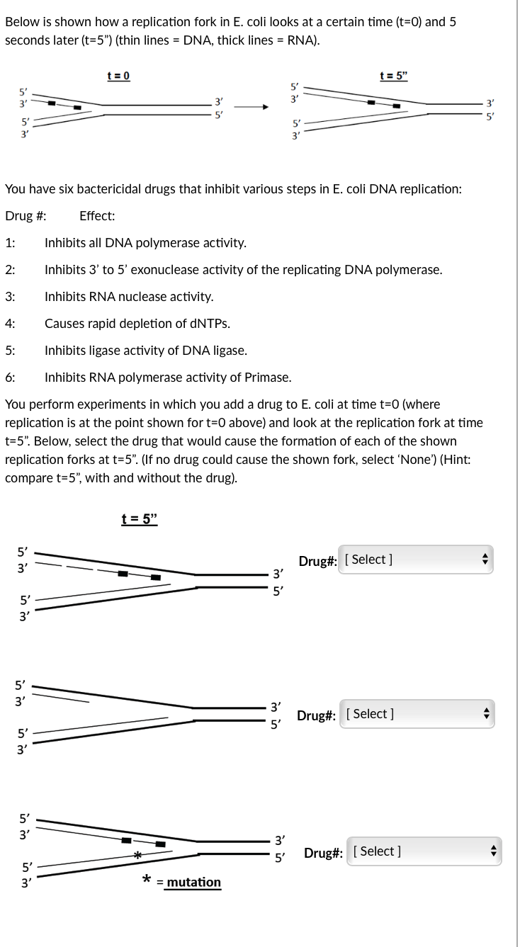 Solved Below is shown how a replication fork in E. coli | Chegg.com