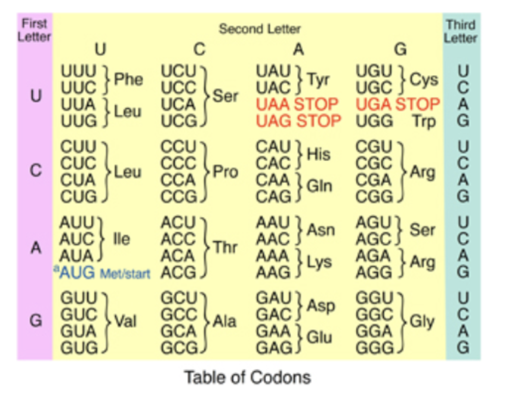 Solved 1. Understanding the genetic code is the set of rules | Chegg.com