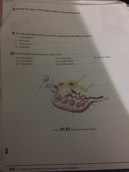 Solved Label the following structures on Figure 27.26 d | Chegg.com