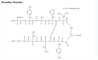 Solved In the figure of a peptide below, identify the | Chegg.com