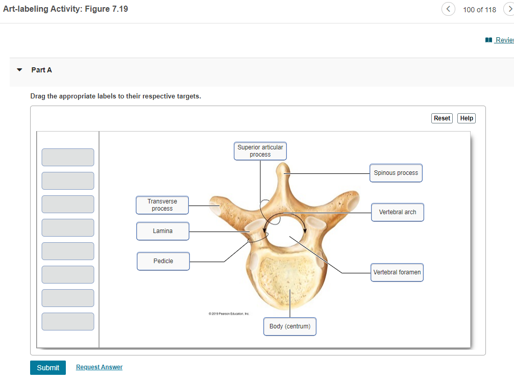 solved-art-labeling-activity-figure-7-19-100-of-118-revie-chegg