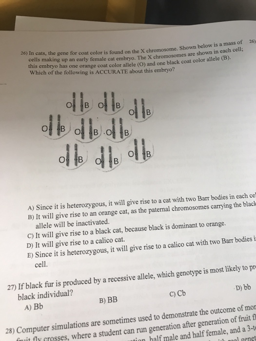 Solved 26) In cats, the gene for coat color is found on the