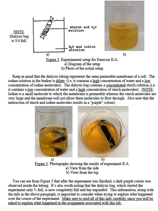 Solved PART II: Osmosis Each cell is enclosed by a | Chegg.com