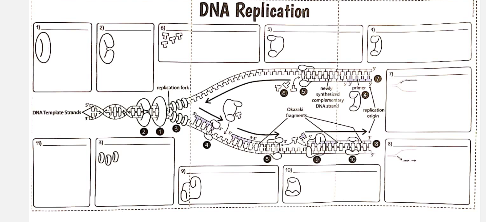 Solved DNA Replication | Chegg.com