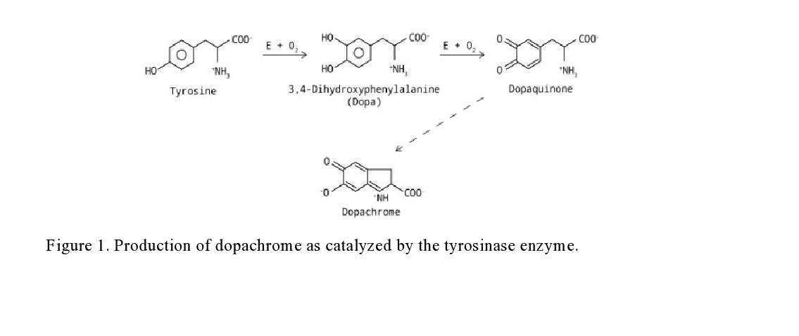 COO HO COO COO E+ 0 E 0 HO *NH, HO -NH, 3,4-Dihydroxyphenylalanine (Dopa) *NH Dopaquinone Tyrosine 0 NH COO Dopachrome Figure