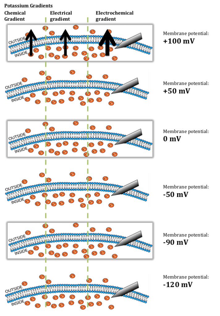 Explain How the Electrochemical Gradient Differs Between Na+ and K+