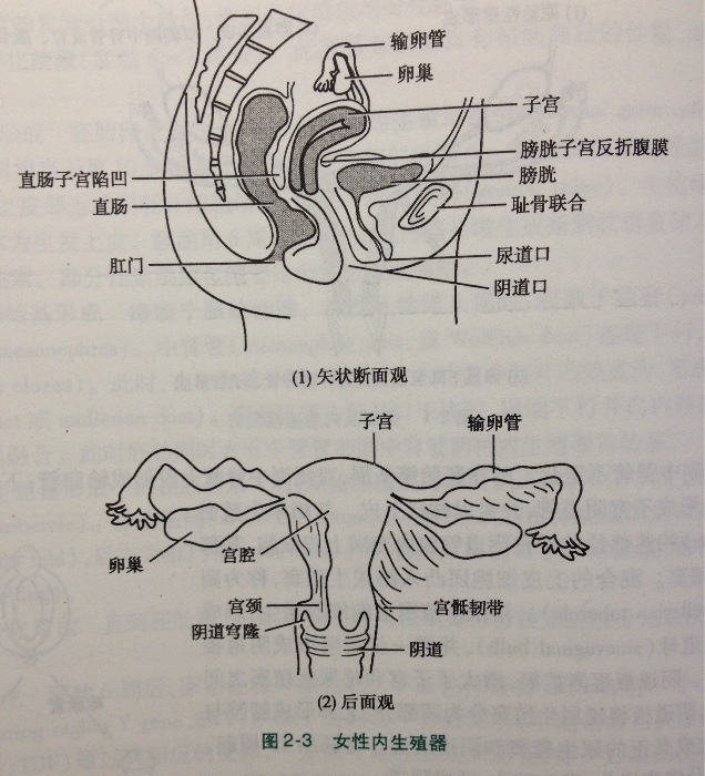 妇产科flashcards Chegg Com