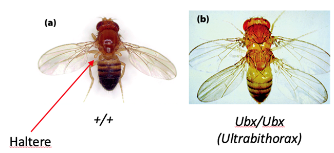 Solved Compare the two images of fruit flies below and | Chegg.com