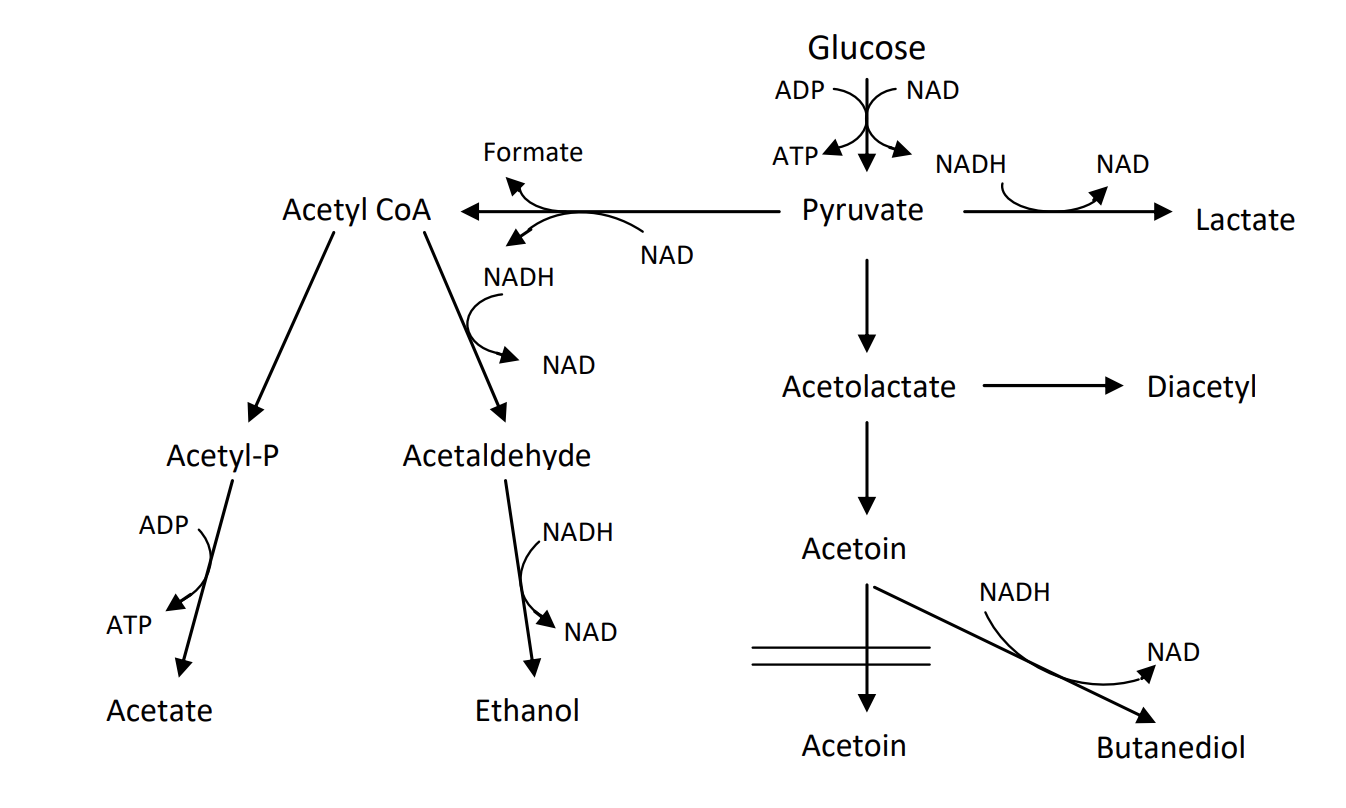 Solved Under aerobic conditions, Lactic Acid Bacteria (LAB) | Chegg.com