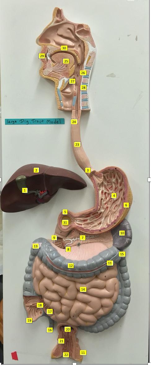 Solved Please help me label this model | Chegg.com