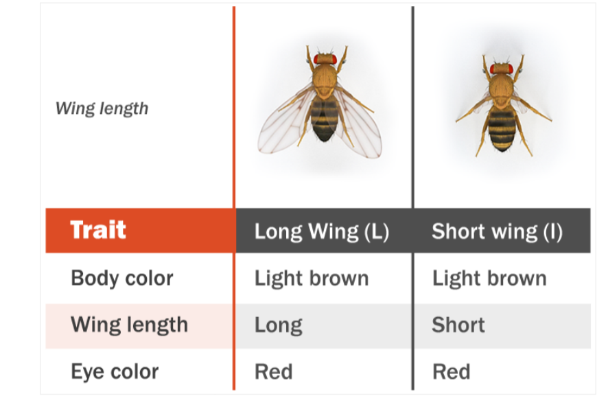 Solved Monohybrid crossing of fruit flies and examination of