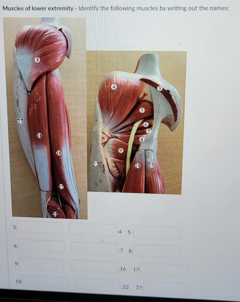 Solved Muscles of lower extremity - Identify the following | Chegg.com
