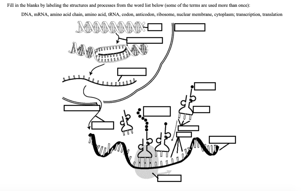 Solved Fill in the blanks by labeling the structures and | Chegg.com