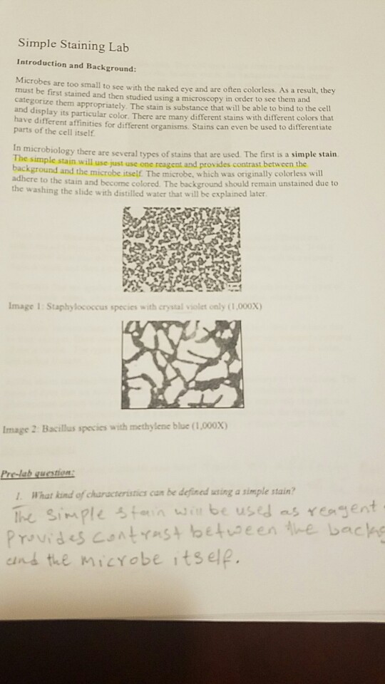 Solved Simple Staining Lab Introduction and Background