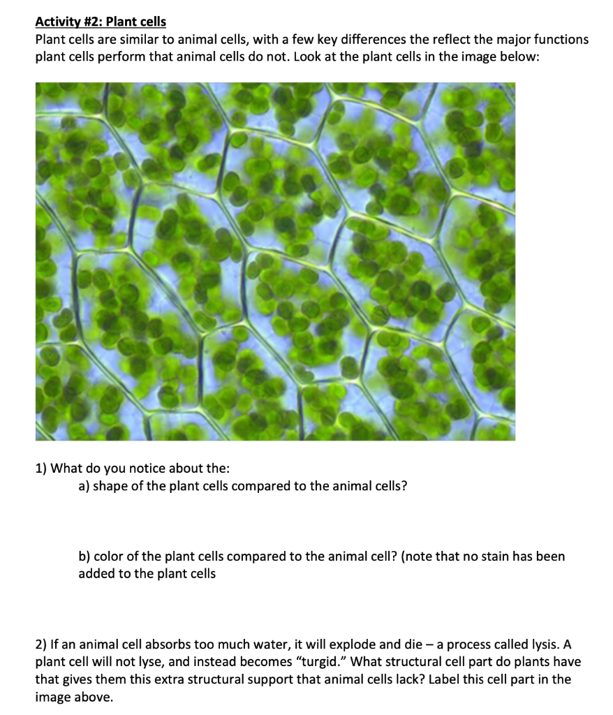 Activity \#2: Plant cells
Plant cells are similar to animal cells, with a few key differences the reflect the major functions