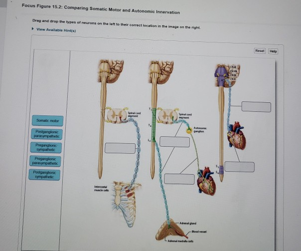 Solved Focus Figure 15.2: Comparing Somatic Motor and | Chegg.com
