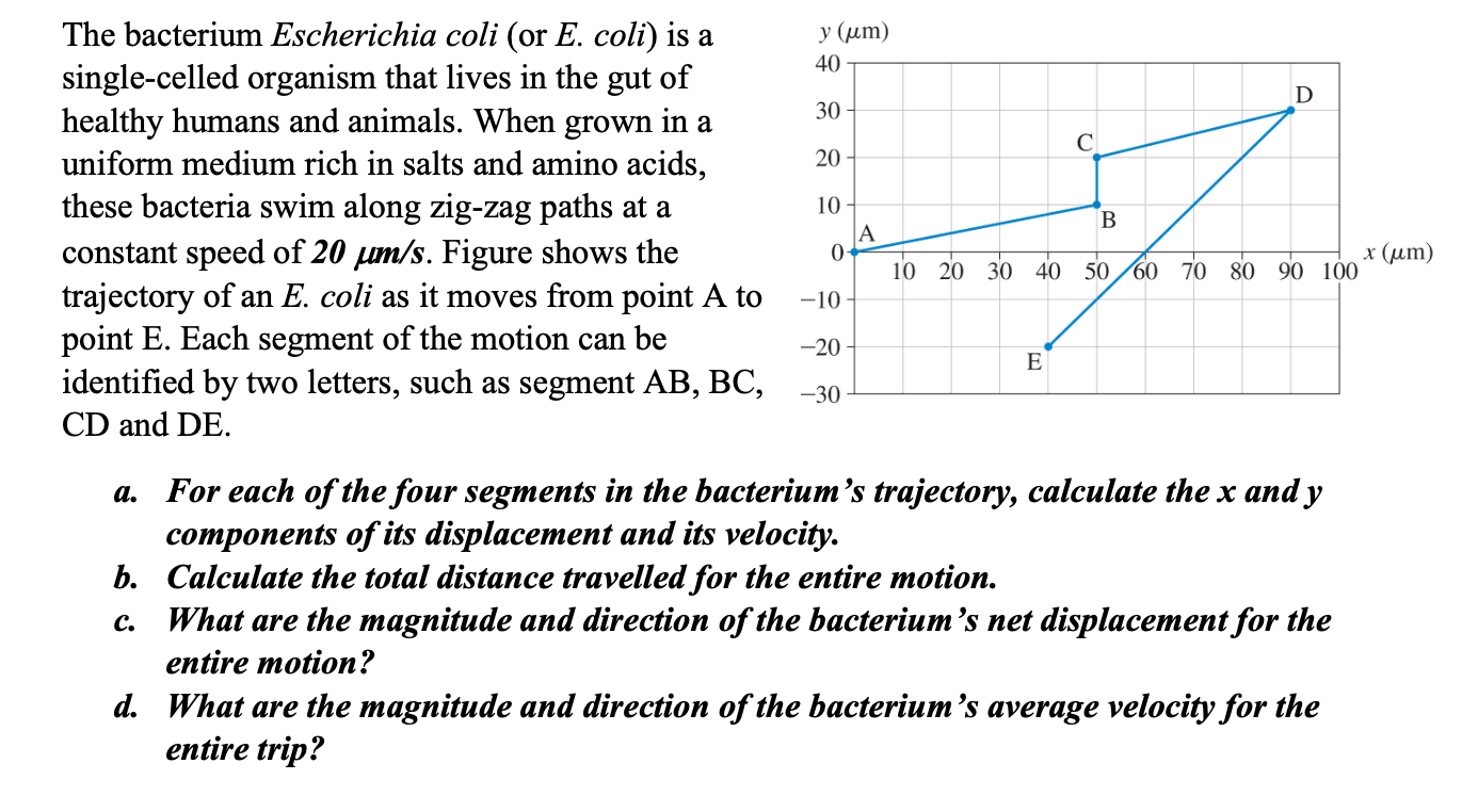 Solved The bacterium Escherichia coli (or E. coli) is a | Chegg.com