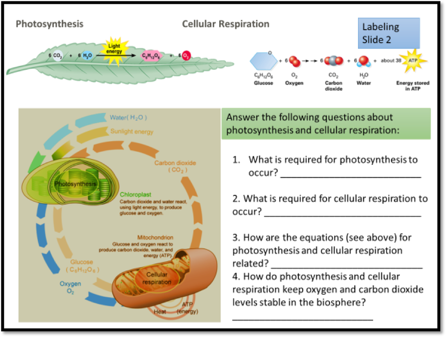 how-are-photosynthesis-and-cellular-respiration-related-answers