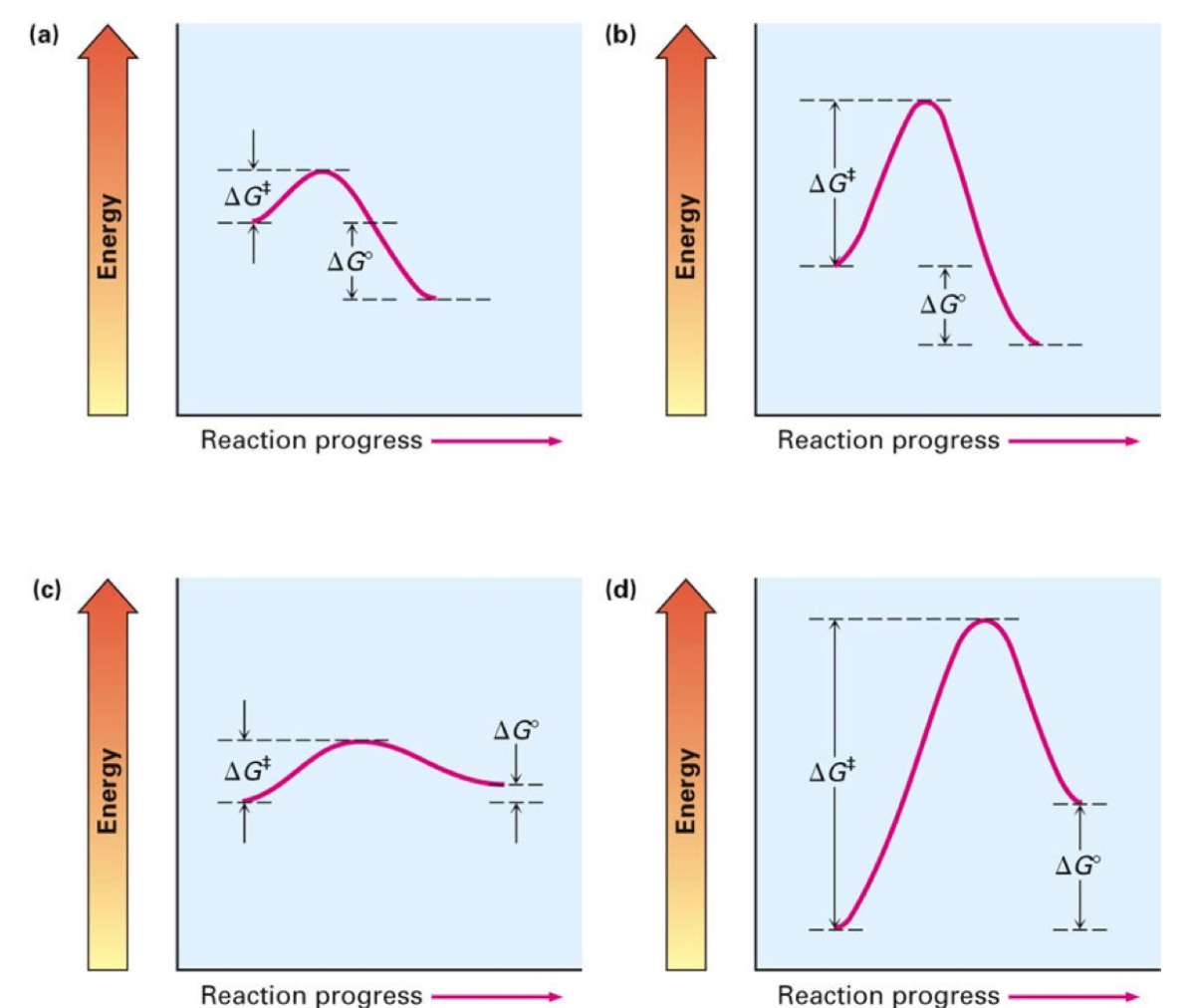 Solved 4 reactions above 1. the slowest reaction? 2. fast | Chegg.com
