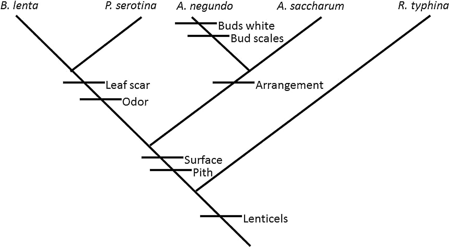 Solved Which group is polyphyletic?A. negundo, A. Saccharum, | Chegg.com