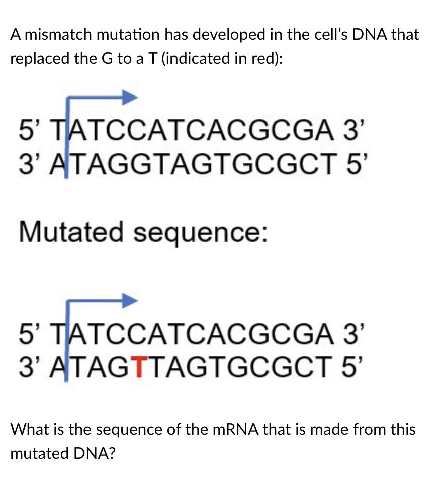 Solved A mismatch mutation has developed in the cell's DNA | Chegg.com