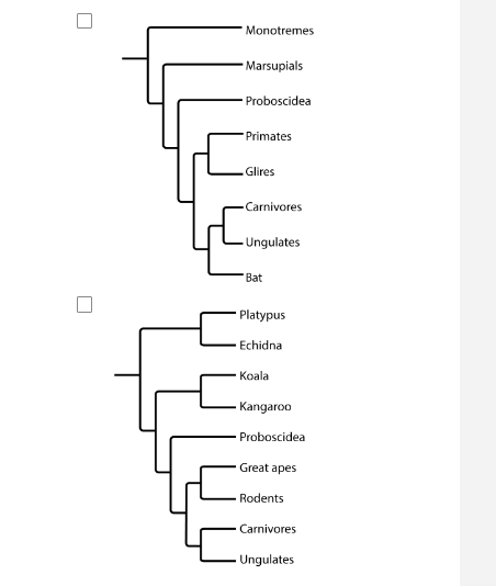 Solved The phylogenetic tree shows a simplified hypothesis | Chegg.com