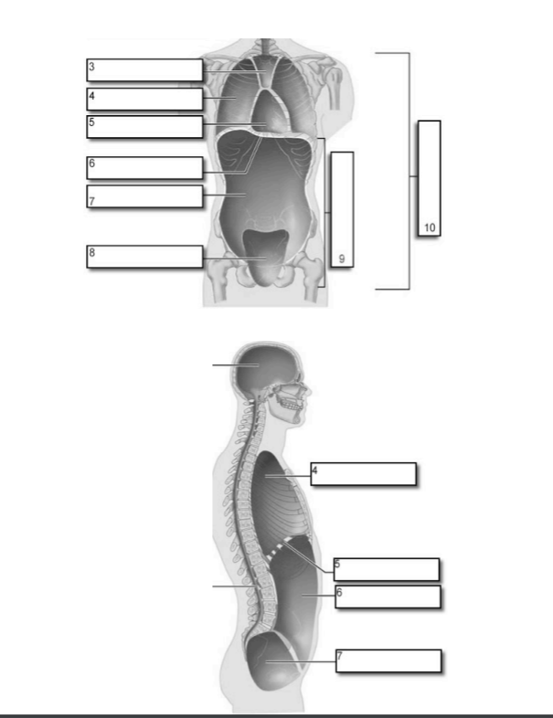 Solved Label the body cavites. Add the name of the lining. | Chegg.com