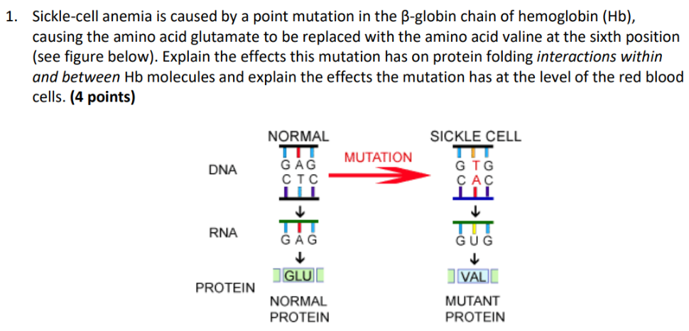 solved-sickle-cell-anemia-is-caused-by-a-point-mutation-in-chegg