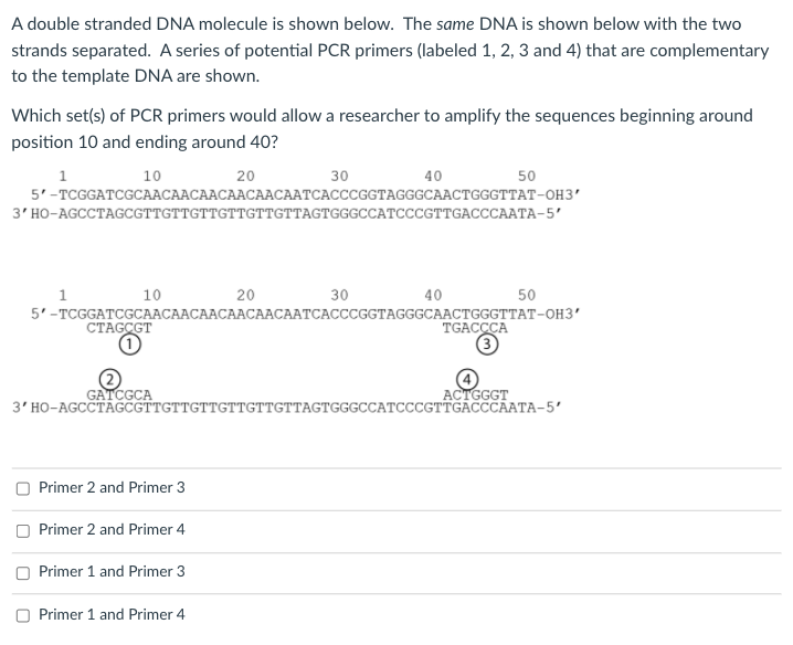 Solved A Double Stranded Dna Molecule Is Shown Below The