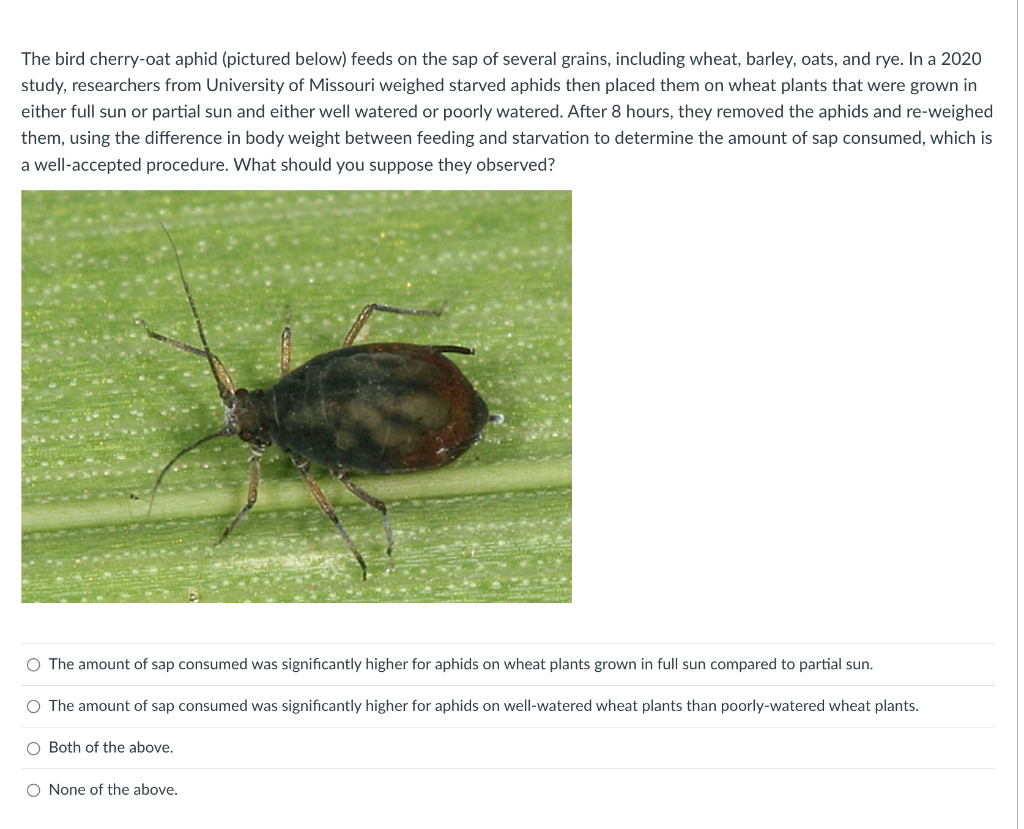 Solved The bird cherry-oat aphid (pictured below) feeds on | Chegg.com