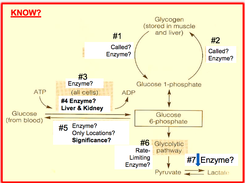 Solved KNOW Glycogern (stored in muscle and liver) #1 | Chegg.com