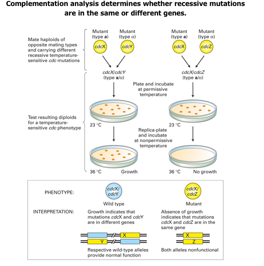 Solved Describe what a conditional mutation is and why you | Chegg.com