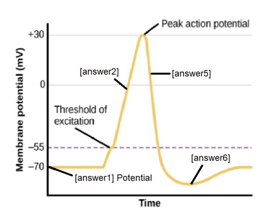 solved-0-resting-membrane-potential-70mv-to-55mv-chegg