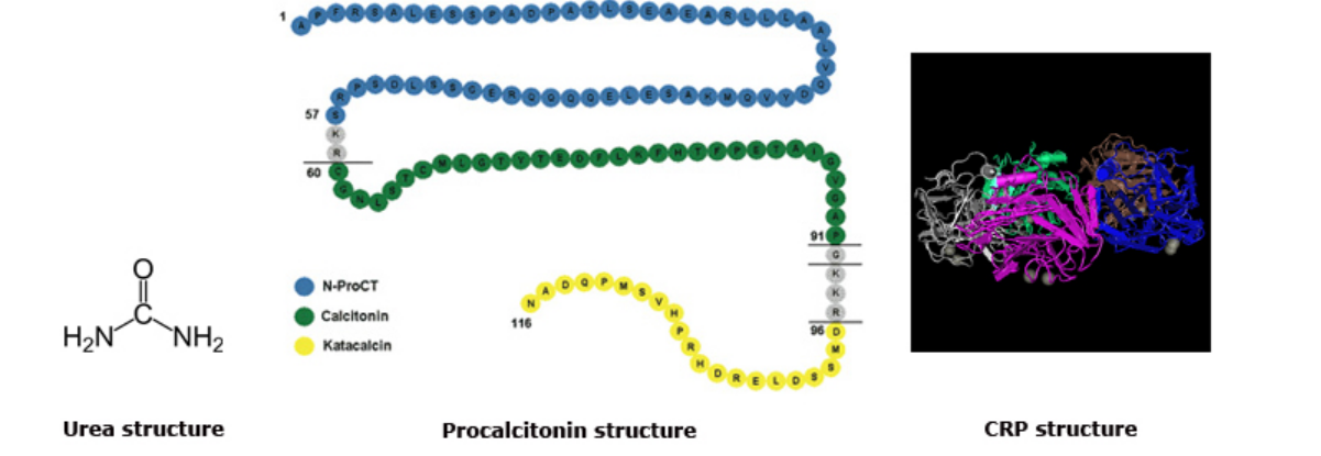 (A)
Urea structure
Procalcitonin structure
CRP structure