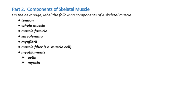 Solved Part 2: Components of Skeletal Muscle On the next | Chegg.com