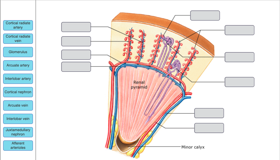 cortical radiate artery