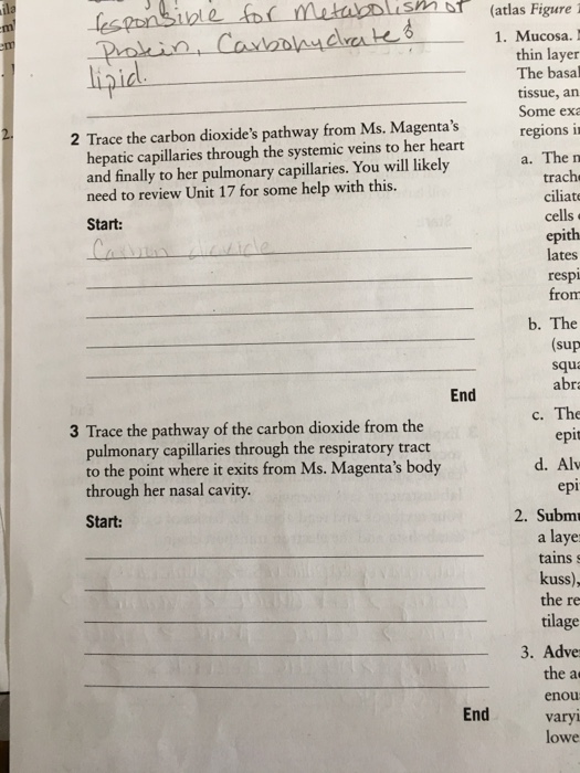 Solved TRACE THE CARBOND DIOXIDE PATHWAY FROM MS.magentas | Chegg.com