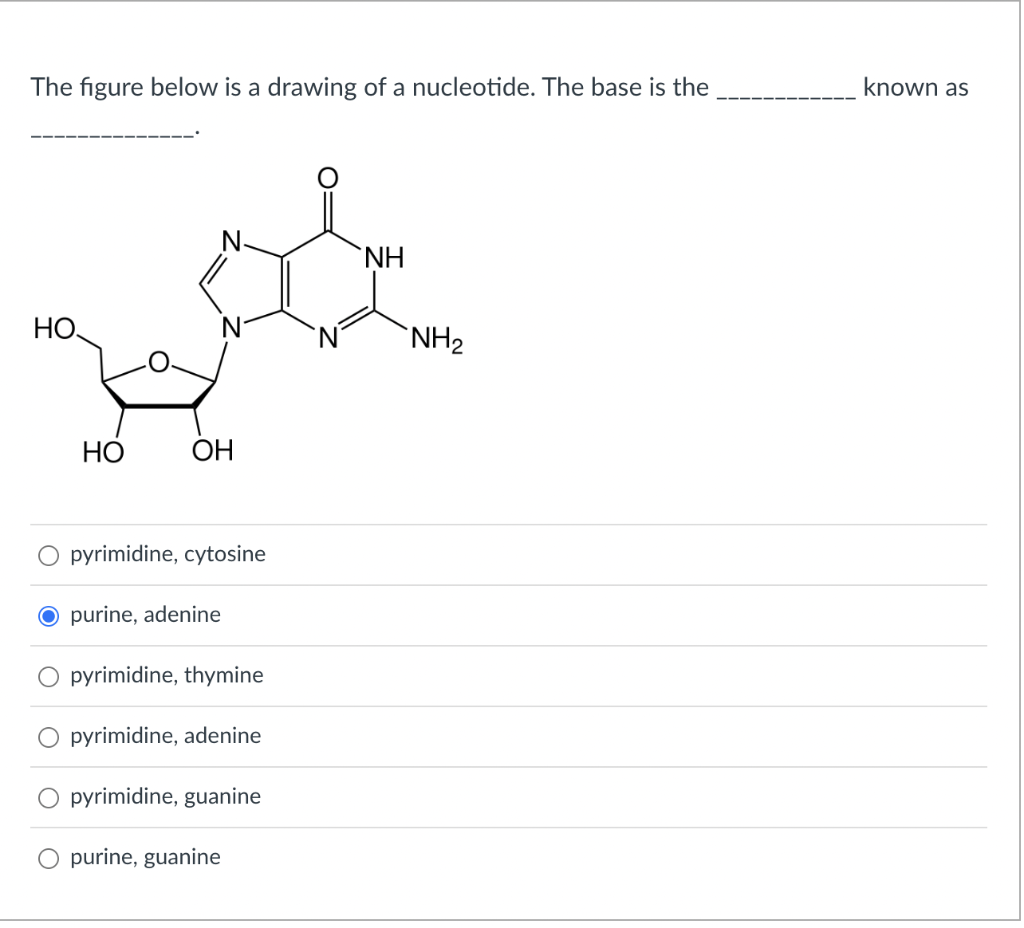 The figure below is a drawing of a nucleotide. The base is the known as
pyrimidine, cytosine
purine, adenine
pyrimidine, thym