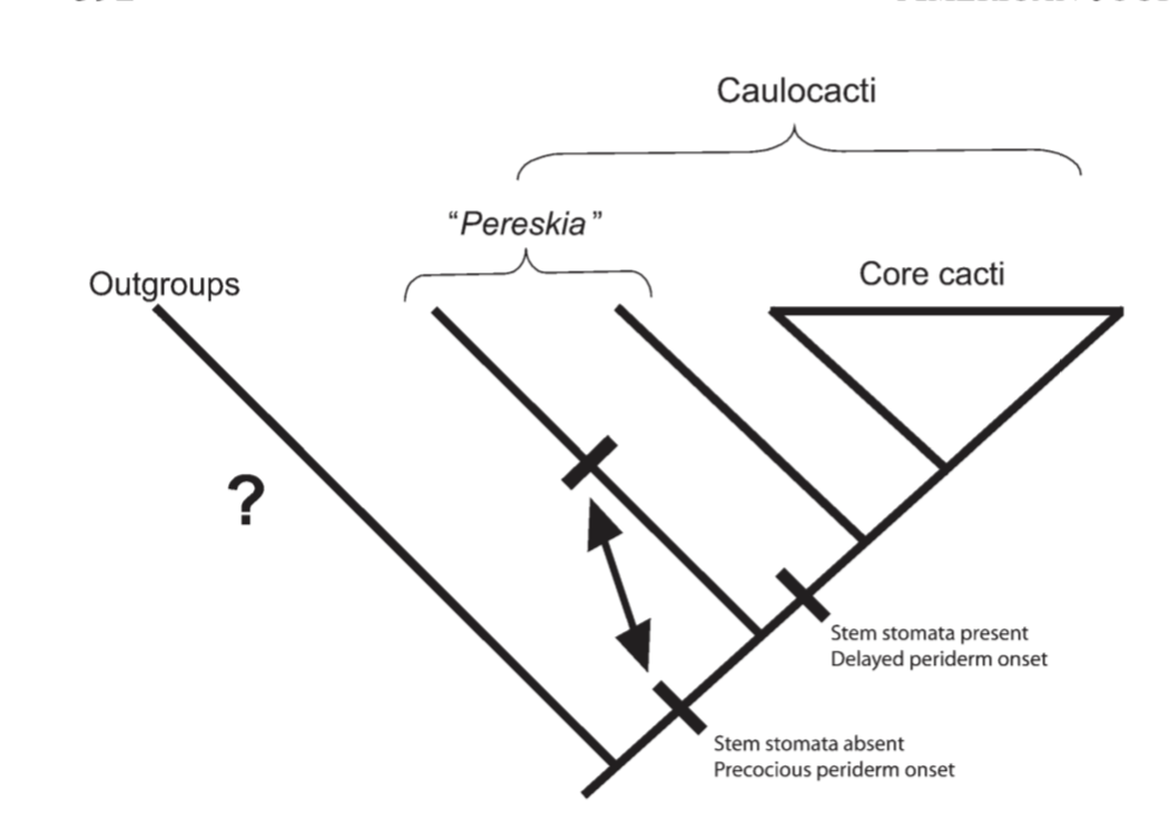 Solved Can you please explain what this clade means or what | Chegg.com