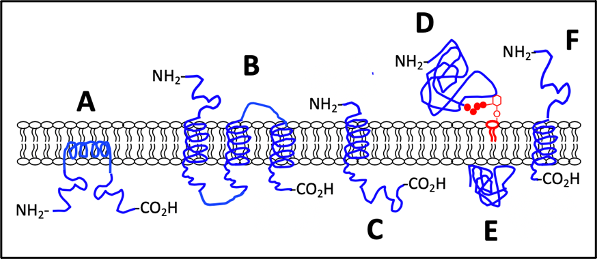 Solved Shown below (top) is a cartoon diagram of proteins | Chegg.com