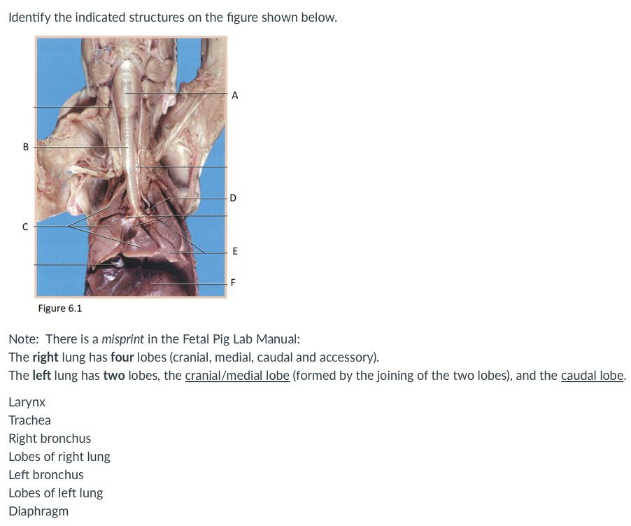 fetal pig trachea