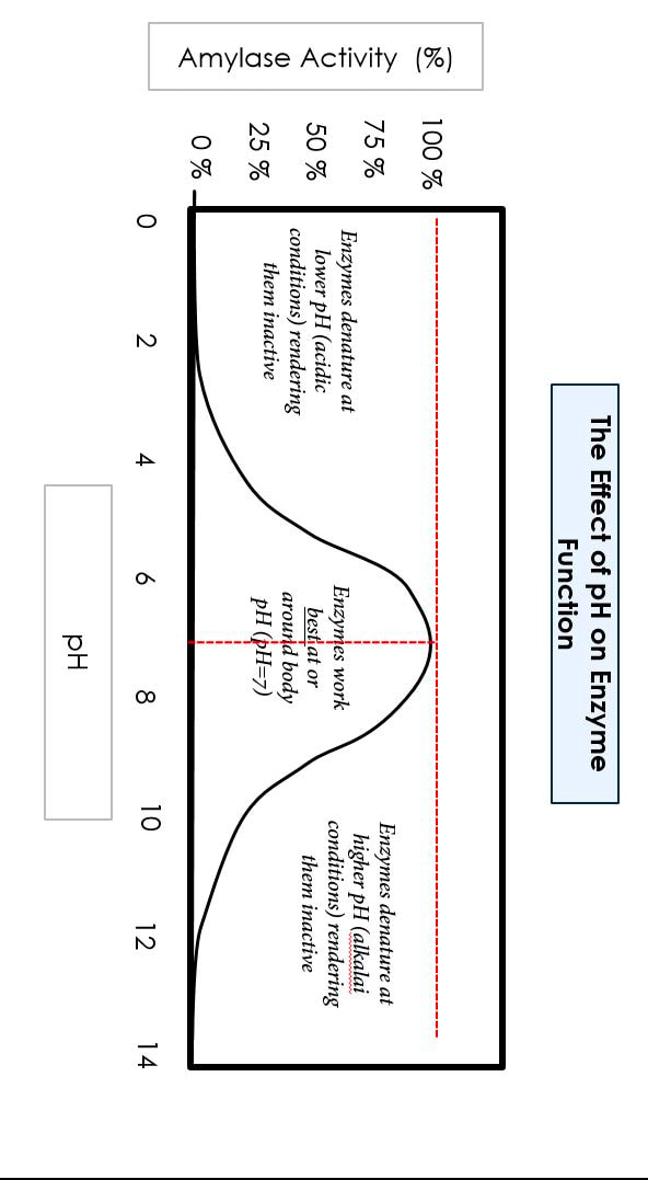 Solved log= riable cells/m1The Effect of pH on Enzyme | Chegg.com